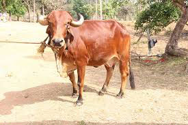 Gir Cow